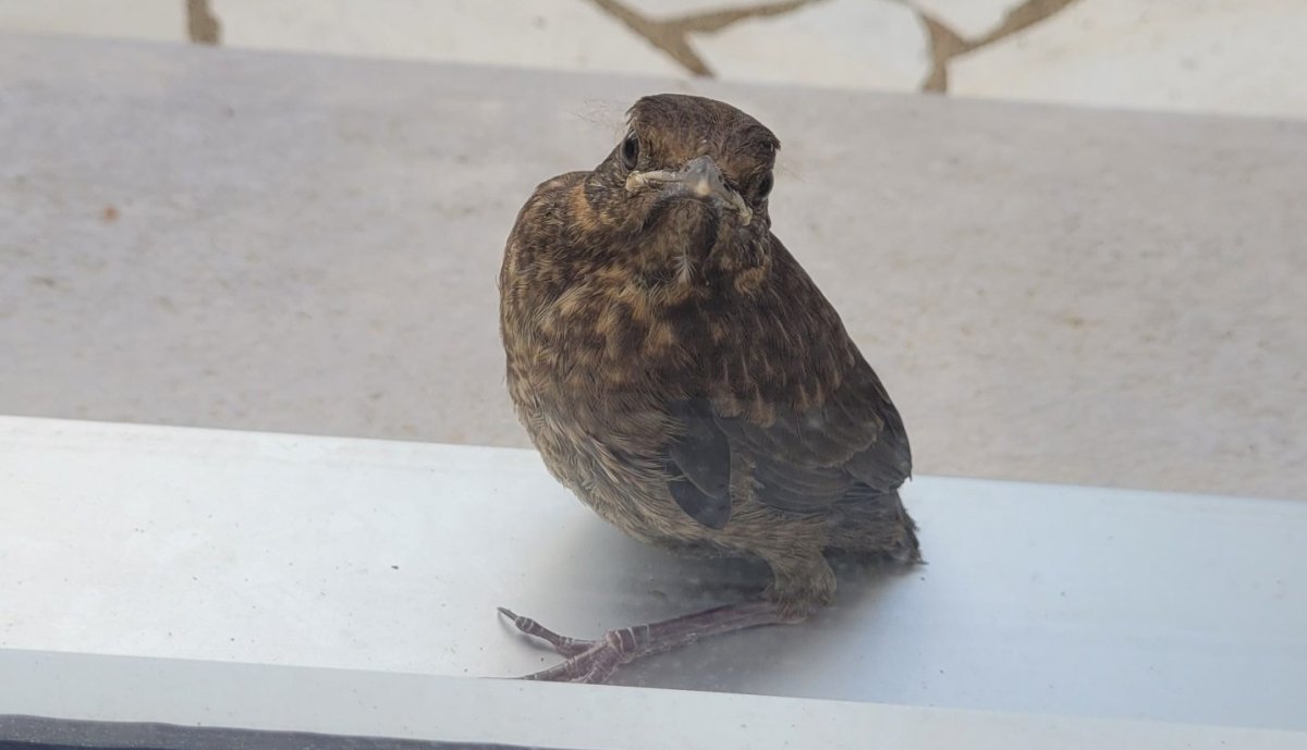 Biodiversité à Basse-Goulaine