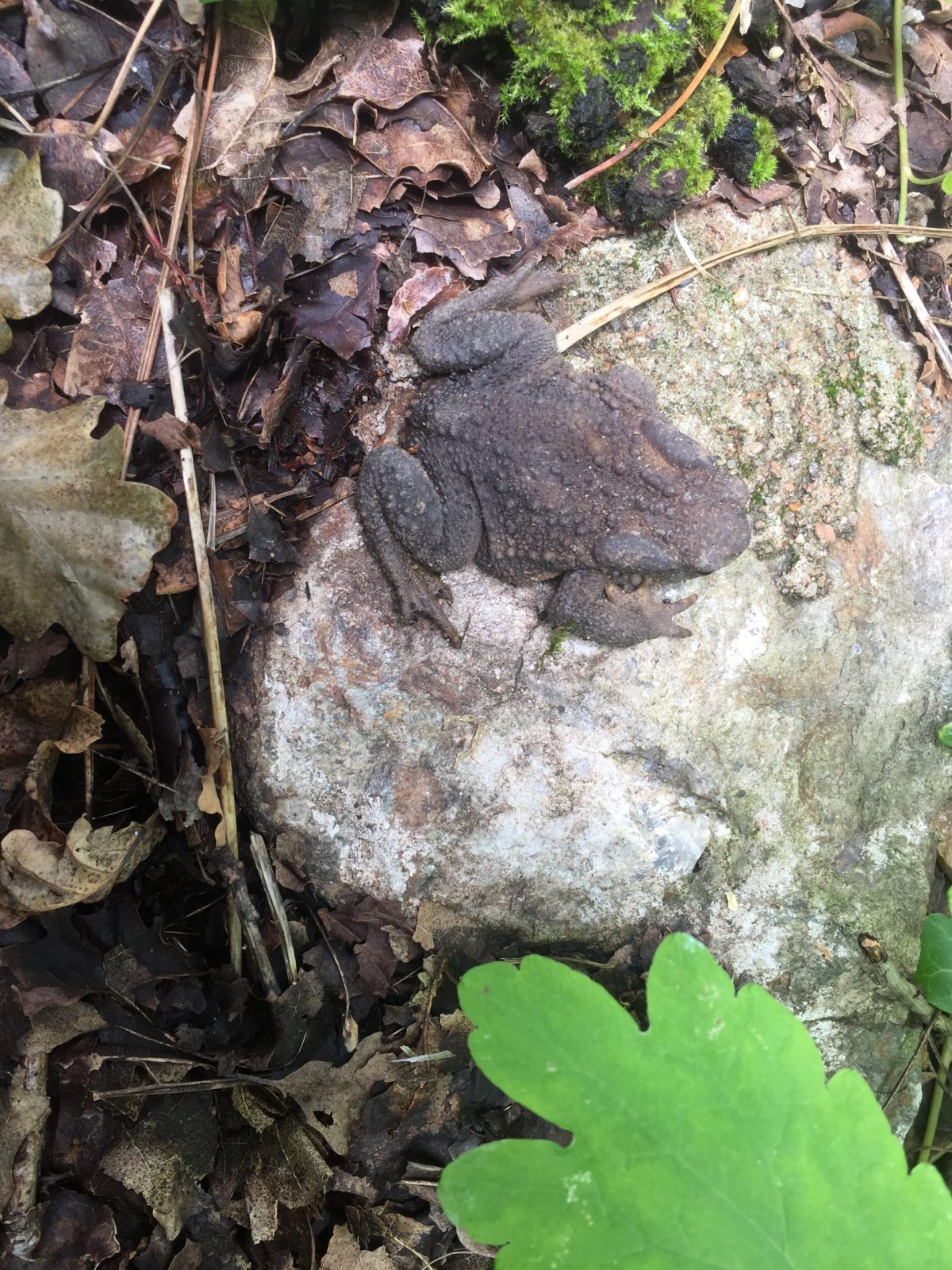 Crapeau Basse Goulainais